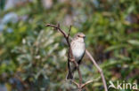 Grauwe Vliegenvanger (Muscicapa striata)