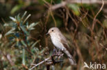 Spotted Flycatcher (Muscicapa striata)