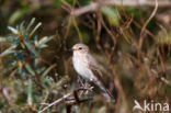 Spotted Flycatcher (Muscicapa striata)