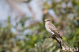 Spotted Flycatcher (Muscicapa striata)