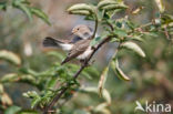 Spotted Flycatcher (Muscicapa striata)