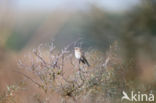 Grauwe Vliegenvanger (Muscicapa striata)