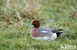 Wigeon (Anas penelope)