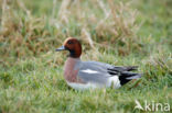 Wigeon (Anas penelope)