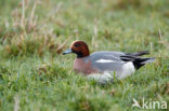 Wigeon (Anas penelope)