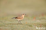 Northern Wheatear (Oenanthe oenanthe)