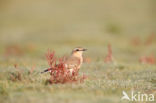 Northern Wheatear (Oenanthe oenanthe)