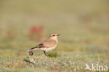 Northern Wheatear (Oenanthe oenanthe)