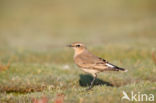 Northern Wheatear (Oenanthe oenanthe)