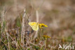 Oranje luzernevlinder (Colias croceus)