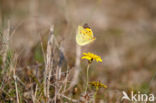 Oranje luzernevlinder (Colias croceus)