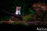 Beech Marten (Martes foina)