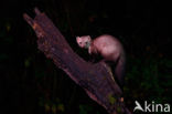 Beech Marten (Martes foina)