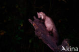 Beech Marten (Martes foina)