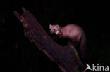 Beech Marten (Martes foina)