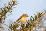 Firecrest (Regulus ignicapillus)