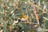 Firecrest (Regulus ignicapillus)