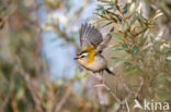 Vuurgoudhaantje (Regulus ignicapillus)