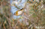 Firecrest (Regulus ignicapillus)