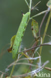 Groot avondrood (Deilephila elpenor)