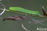 Levervlek (Euplexia lucipara)