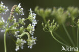 Eupithecia extraversaria