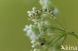 Eupithecia extraversaria