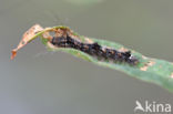 Orange Footman (Eilema sororcula)