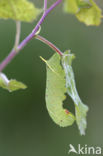 Poplar Hawk-moth (Laothoe populi)