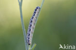 Groot koolwitje (Pieris brassicae)