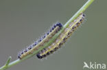 Groot koolwitje (Pieris brassicae)