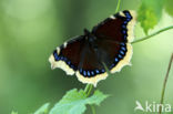 Camberwell Beauty (Nymphalis antiopa)