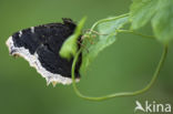 Camberwell Beauty (Nymphalis antiopa)