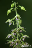 Broad-leaved Helleborine (Epipactis helleborine)