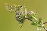 Silver-spotted Skipper (Hesperia comma)