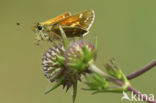 Silver-spotted Skipper (Hesperia comma)