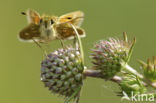 Silver-spotted Skipper (Hesperia comma)