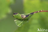 Poplar Kitten (Furcula bifida)