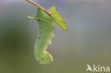 Poplar Hawk-moth (Laothoe populi)