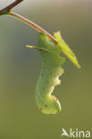 Poplar Hawk-moth (Laothoe populi)