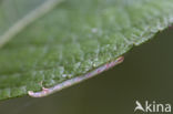 Bruine grijsbandspanner (Cabera exanthemata)