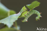 Coxcomb Prominent (Ptilodon capucina)
