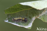 Small Chocolate-tip (Clostera pigra)