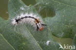 Nut-tree Tussock (Colocasia coryli)