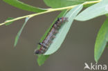 Roestbruine wapendrager (Clostera anastomosis)