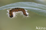 Buff-tip (Phalera bucephala)