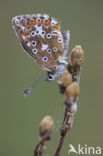 Bleek blauwtje (Polyommatus coridon)