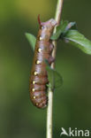 Bedstraw Hawk-moth (Hyles gallii)