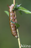Bedstraw Hawk-moth (Hyles gallii)