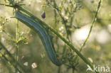 Kolibrievlinder (Macroglossum stellatarum)